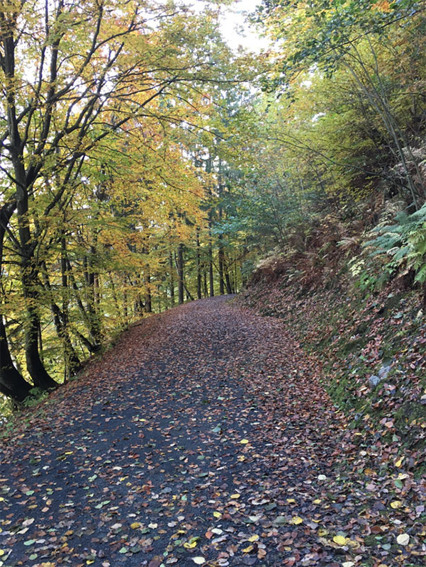 Wald im Herbst